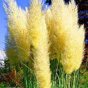 Yellow Pampas Seeds, Herbal