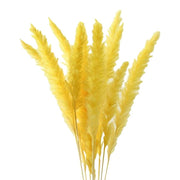 Yellow Pampas Seeds, Herbal