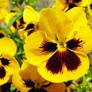 Yellow Pansy Seeds