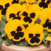 Yellow Pansy Seeds