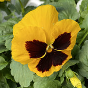 Yellow Pansy Seeds
