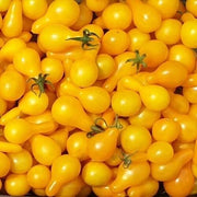 Yellow Pear Organic Tomato Seeds