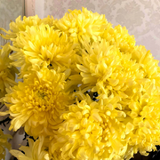 Yellow Peony Aster Callistephus Seeds
