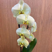 Yellow Phalaenopsis Orchid Seeds