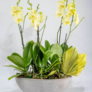 Yellow Phalaenopsis Orchid Seeds