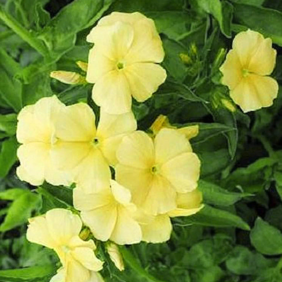 Yellow Phlox Seeds