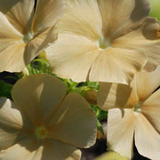 Yellow Phlox Seeds