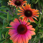 Yellow & Pink Echinacea Seeds, Herbal