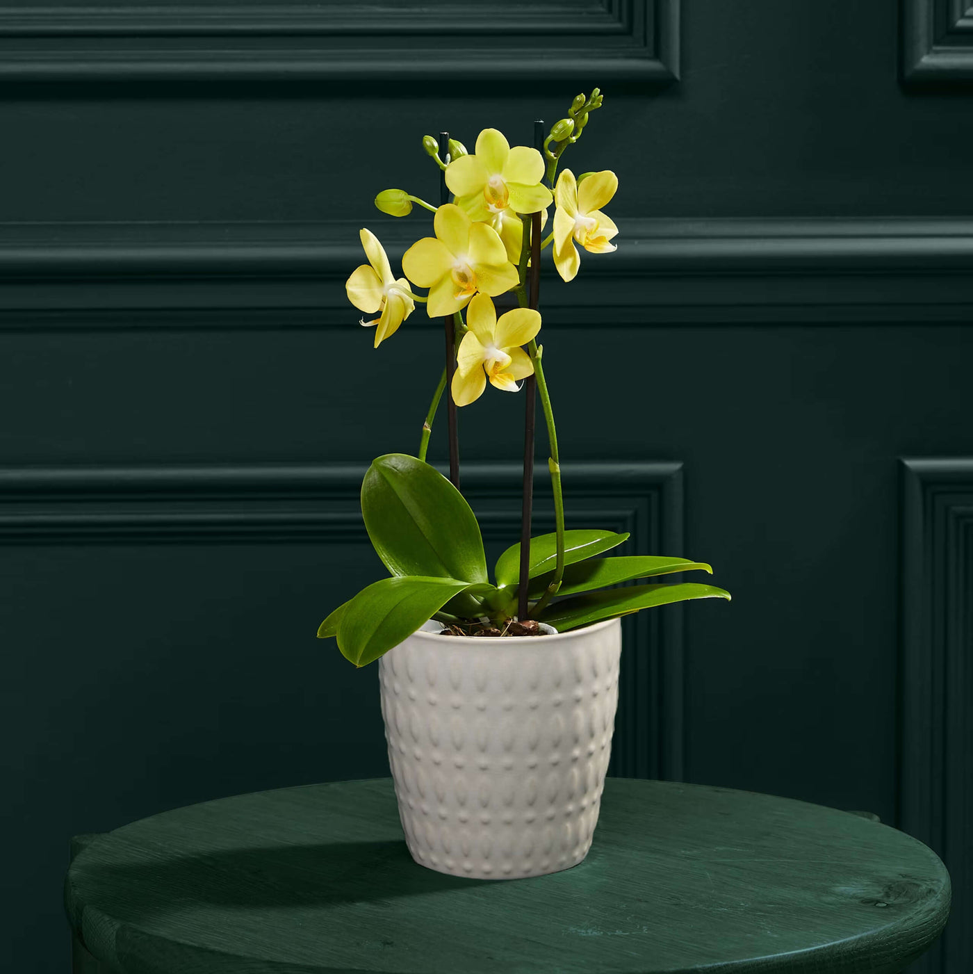 Yellow Pink Phalaenopsis Orchid Seeds