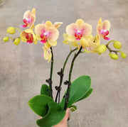 Yellow Pink Phalaenopsis Orchid Seeds