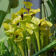 Yellow Pitcher Seeds