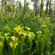 Yellow Pitcher Seeds