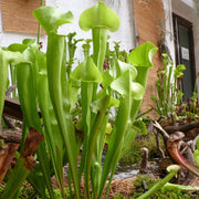 Yellow Pitcher Seeds