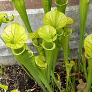 Yellow Pitcher Seeds