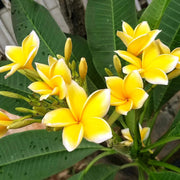 Yellow Plumeria Seeds