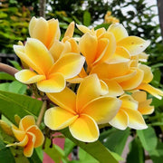 Yellow Plumeria Seeds