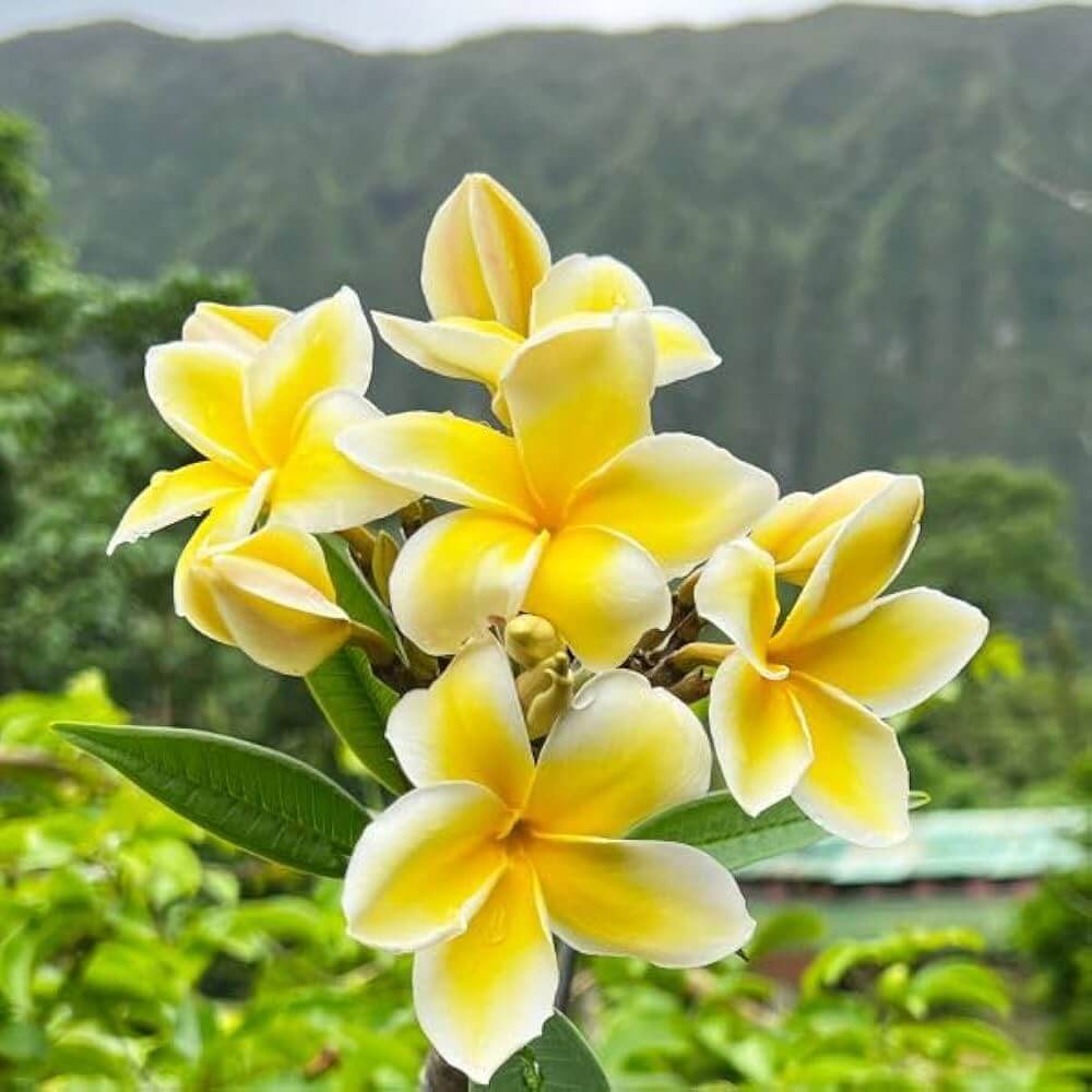 Yellow Plumeria Seeds