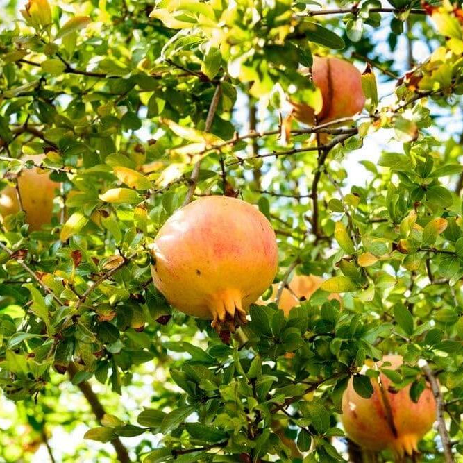 Yellow Pomegranate Seeds