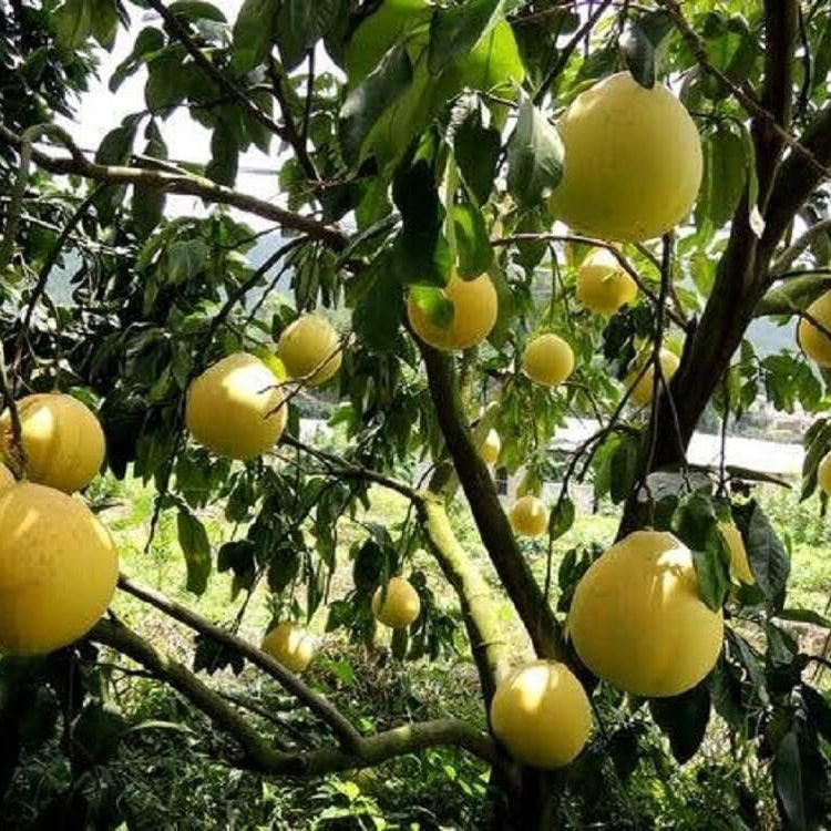 Yellow Pomelo Seeds
