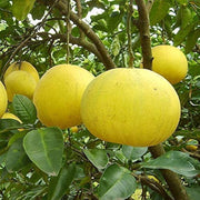 Yellow Pomelo Seeds