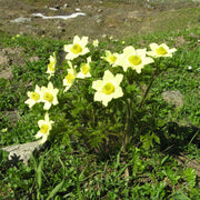 Yellow Pulsatilla Anemone Seeds