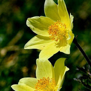 Yellow Pulsatilla Anemone Seeds