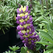 Yellow & Purple Lupine Seeds