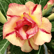 Wildflower Mix Yellow Red Bellfarm Seeds