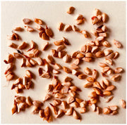 Yellow Red Climbing Rosa spp. Seeds