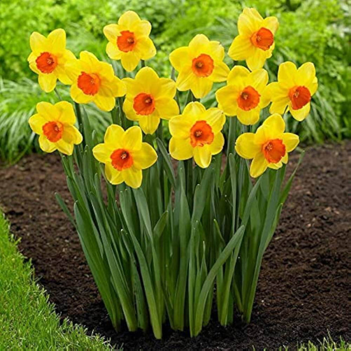 Yellow Red Devon Daffodil Seeds - Flower Plant
