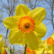 Yellow Red Devon Daffodil Seeds - Flower Plant