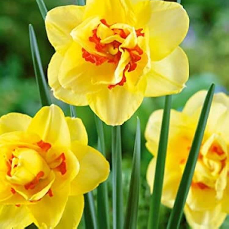 Yellow Red Double Petals Narcissus Daffodil Seeds - Flower Plant