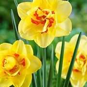 Yellow Red Double Petals Narcissus Daffodil Seeds - Flower Plant
