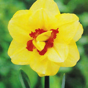 Yellow Red Double Petals Narcissus Daffodil Seeds - Flower Plant