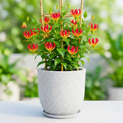 Yellow Red Gloriosa Lily Seeds