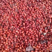 Yellow Red Gloriosa Lily Seeds
