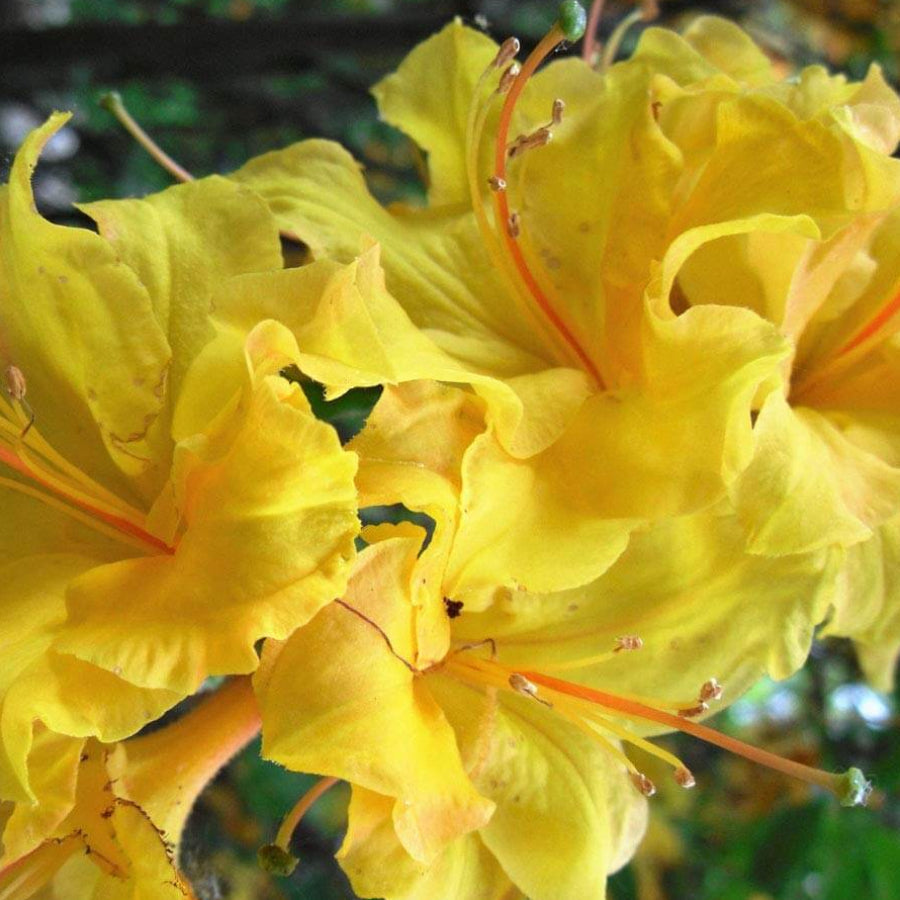 Yellow Rhododendron Azalea Seeds - Flower Plant