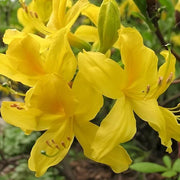 Yellow Rhododendron Azalea Seeds - Flower Plant