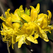 Yellow Rhododendron Azalea Seeds - Flower Plant