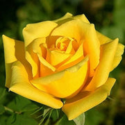 Yellow Rose Seeds
