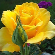 Yellow Rose Seeds
