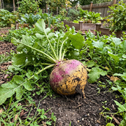 Rutabaga Seeds – Brassica napus
