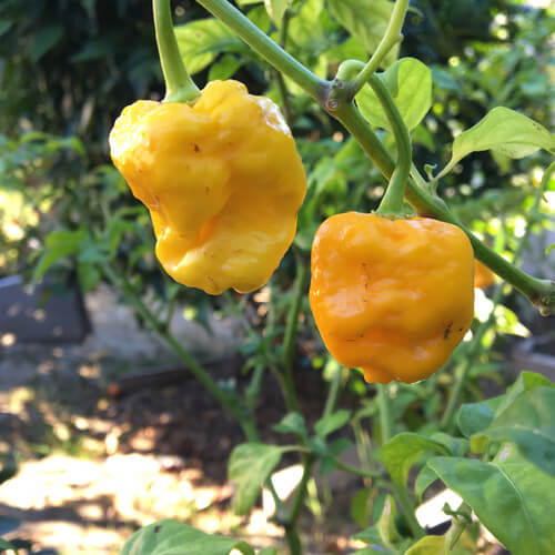 Yellow Scotch Bonnet Seeds