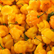 Yellow Scotch Bonnet Seeds