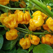 Yellow Scotch Bonnet Seeds