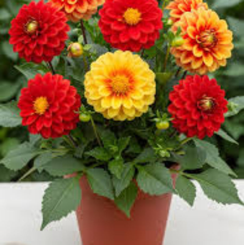 Yellow Red Mix Dahlia Seeds