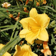 Yellow Sunrise Amaryllis Seeds