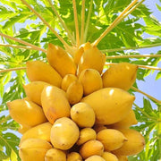 Yellow Sweet Papaya Seeds