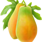 Yellow Sweet Papaya Seeds