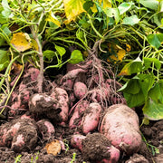 Yellow Sweet Potato Seeds